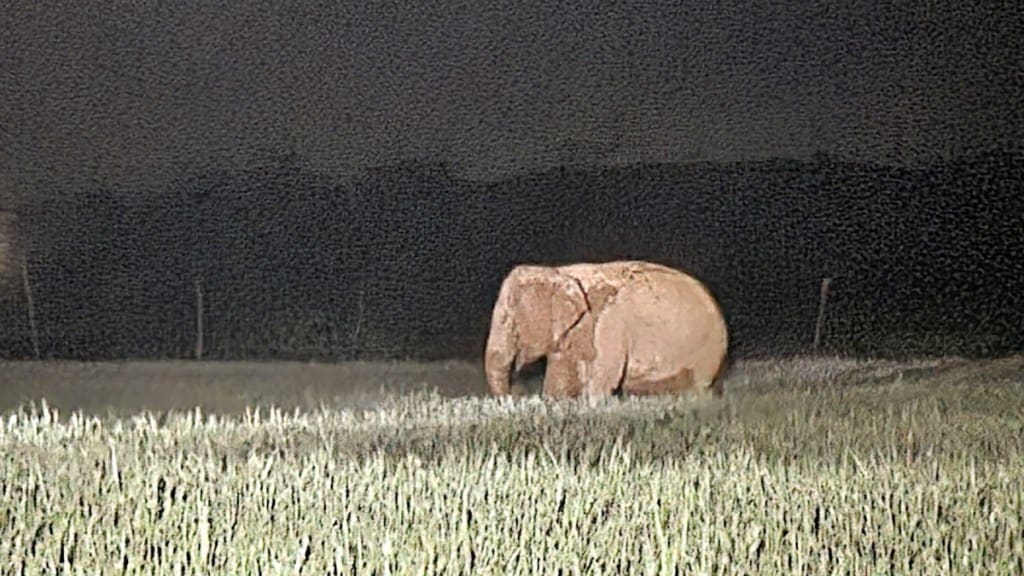 amboli elephant in rice farms