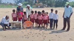 सिंधुदुर्ग जिल्ह्यात आचरा समुद्रात ऑलिव्ह रिडले कासवांच्या ११० पिल्लांना समुद्रात सोडले