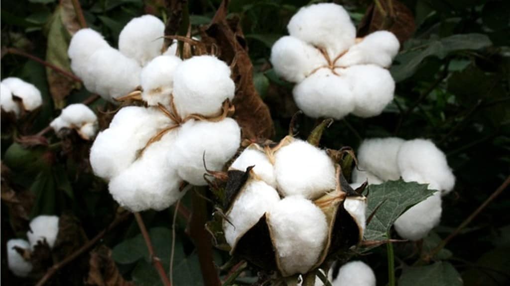 cotton farmers cotton crops