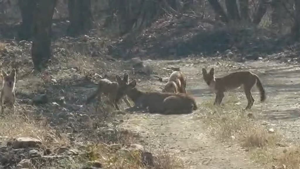 wild dogs hunt sambar