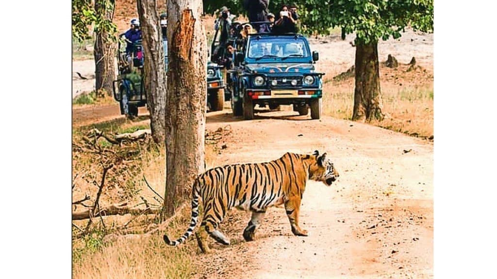 new Tiger reserve loksatta news