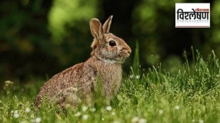 Omilteme cottontail rabbit