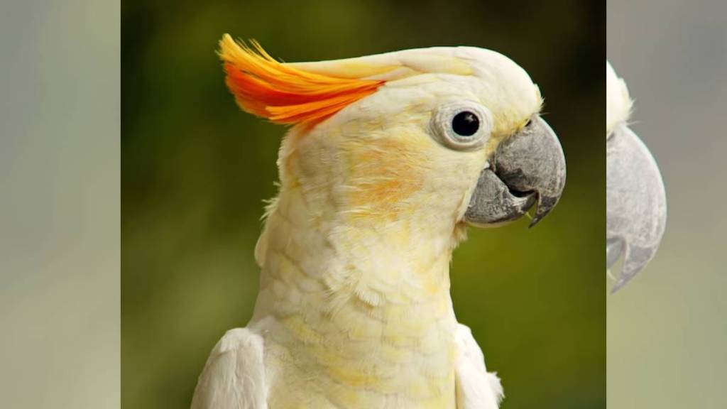 Mass bird deaths in Australia