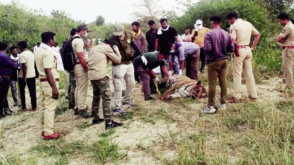 baheliya , hunters, tiger , poaching, loksatta news,