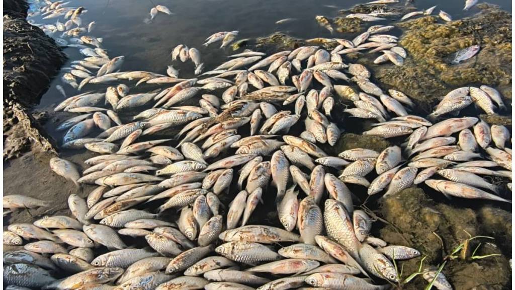 Thousands of fish dead in lake near Tarapur news