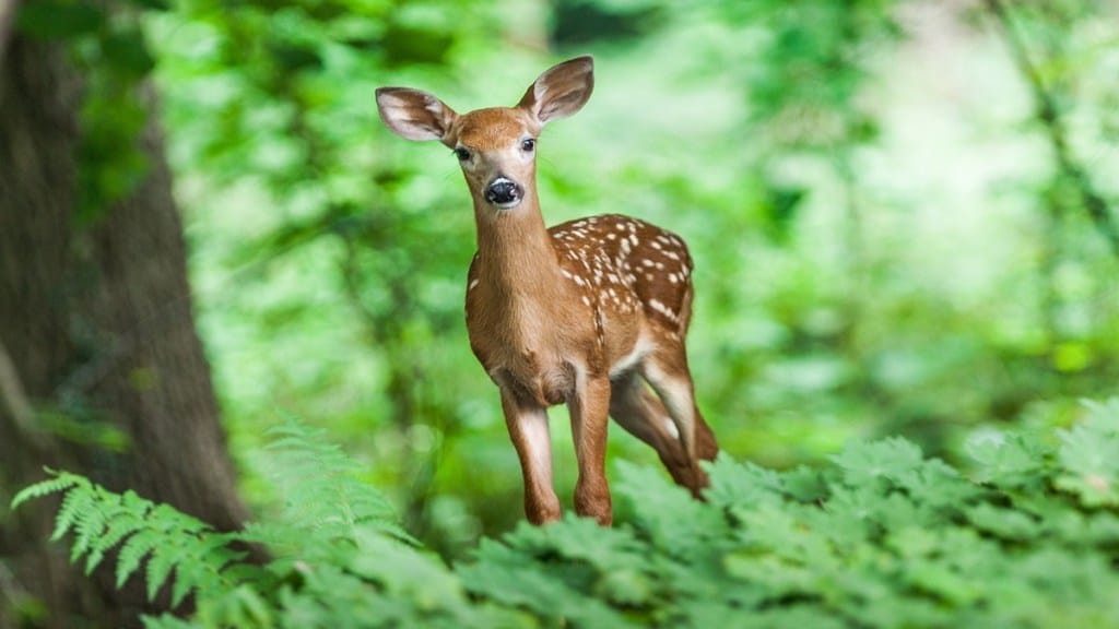 Deer , accident , crossing road, Aarey, Mumbai,