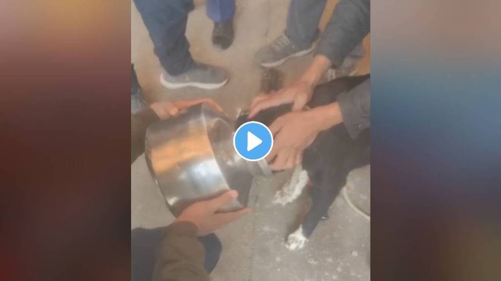 dog neck stuck in a pot was removed with the help of firefighters nashik news