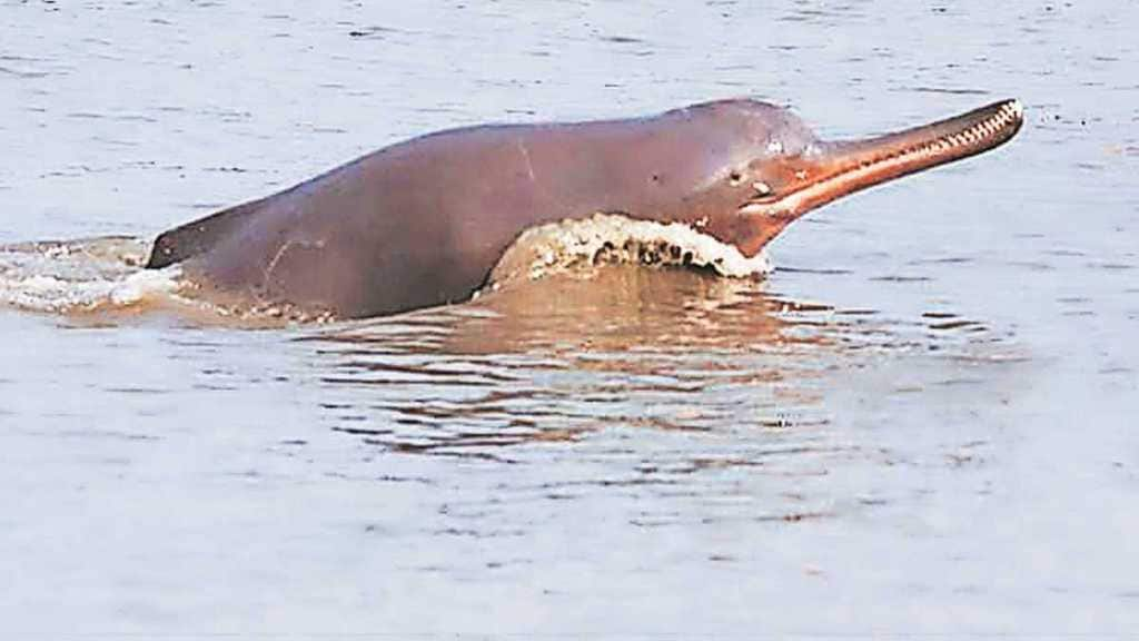 dolphins in india s ganges brahmaputra and sindu river