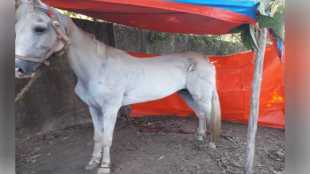 Nanded equine animals transport ban news in marathi