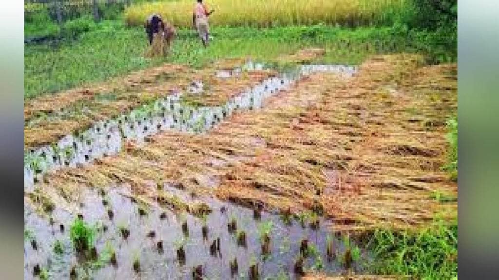 Damage to agricultural crops due to water pipeline of Dhariwal Power Station at Tadali MIDC in Chandrapur district