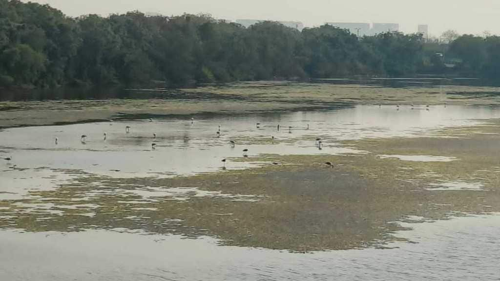 forest department initiative for conservation of flamingo lake