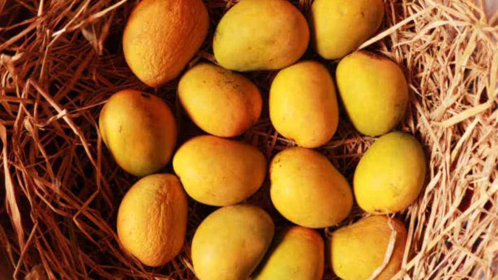 Devgad Alphonso mangoes to carry uid codes