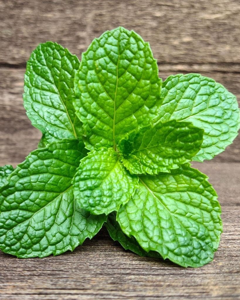 mint leaves