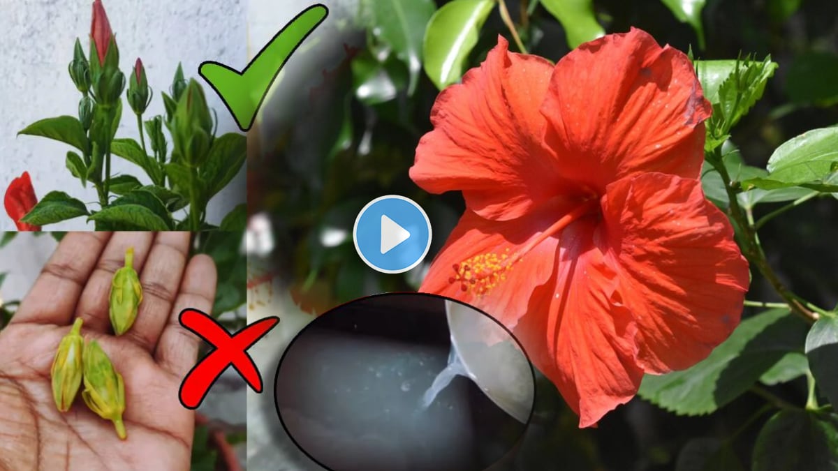 Jaswand home made khat zero rupees jugaad for Hibiscus fertilizer see video