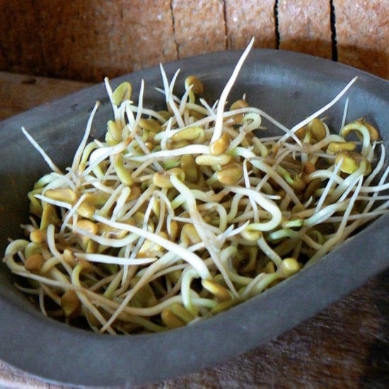 Fenugreek Sprouts