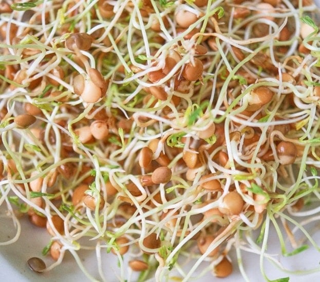 Lentil Sprouts