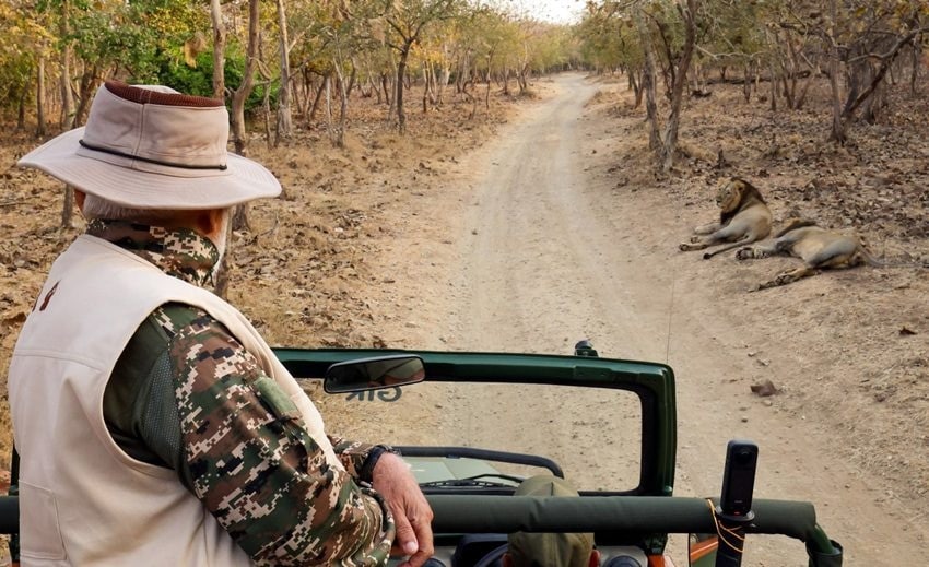 narendra modi lion safari in gir forest