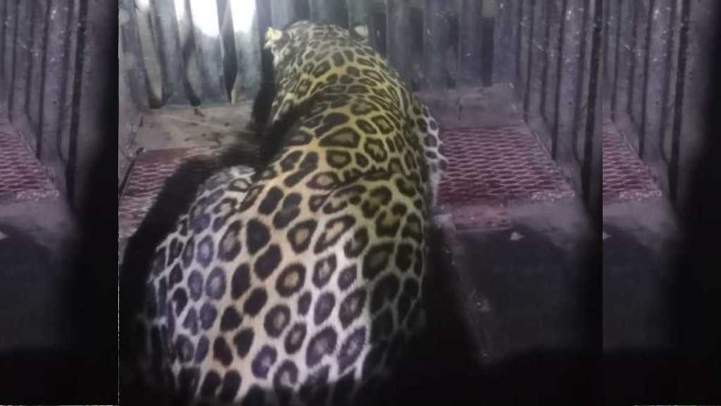 leopard captured by forest department