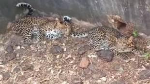 Two leopard cubs found in an empty water tank in Tulsani Sangameshwar