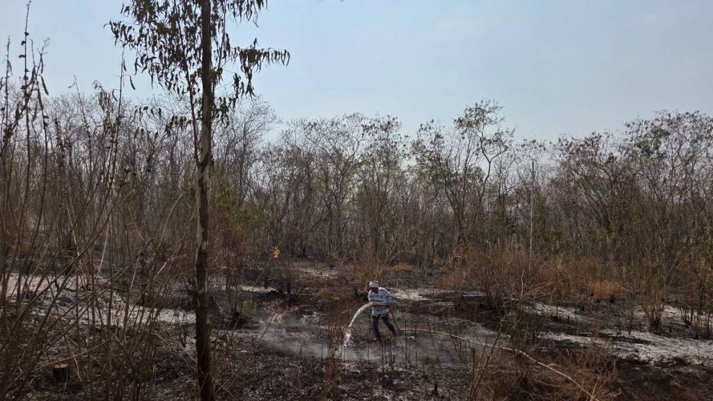 Rare plants and trees burnt due to fire at Durga Hill Lonar news