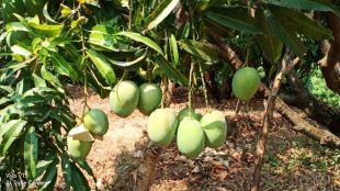 Rising heat will hits mango plantations growers fear loss of crores