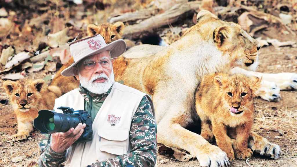 Asiatic lion census news in marathi