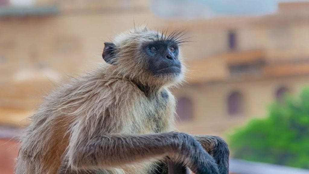 One dead and one injured in two-wheeler accident due to monkey attack