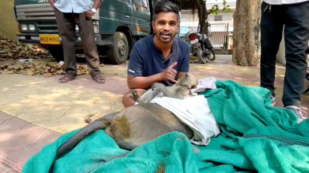 pregnant electrocuted monkey die news in marathi