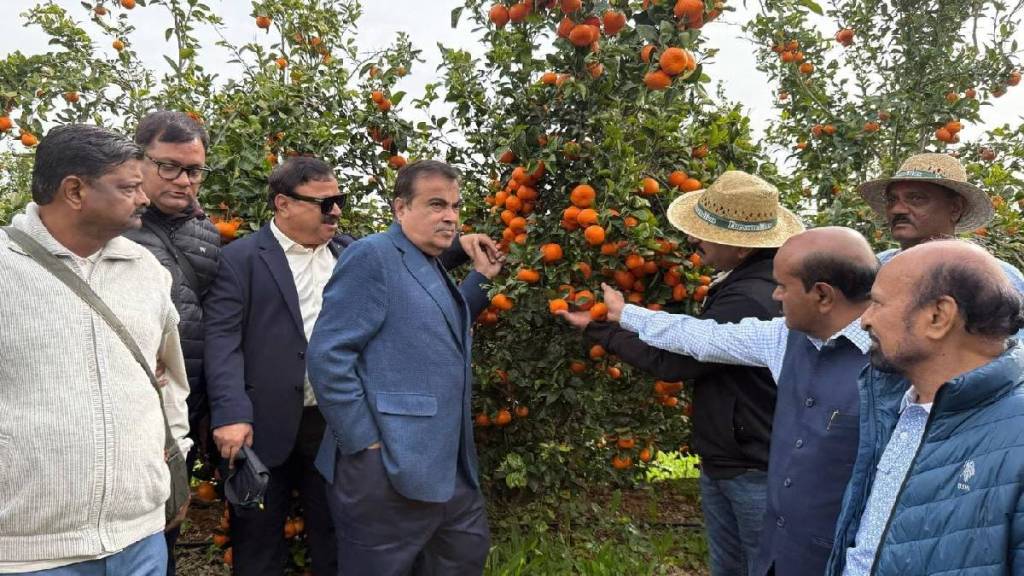 Spain Tango orange product in Vidarbha