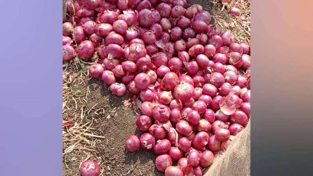 Export duty on onions abolished effective from April 1 mumbai news