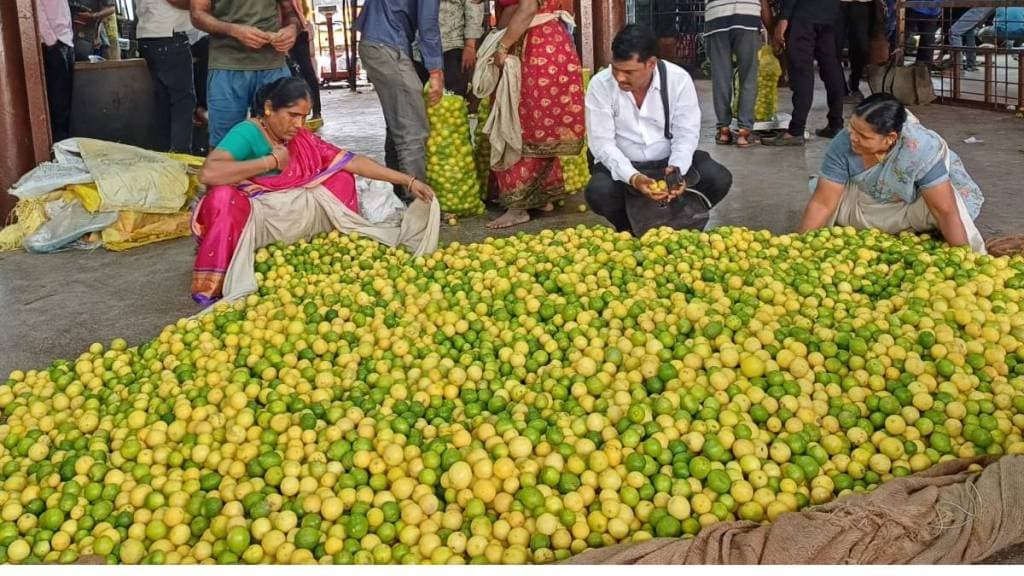 Increase in demand for lemons in summer Pune print news