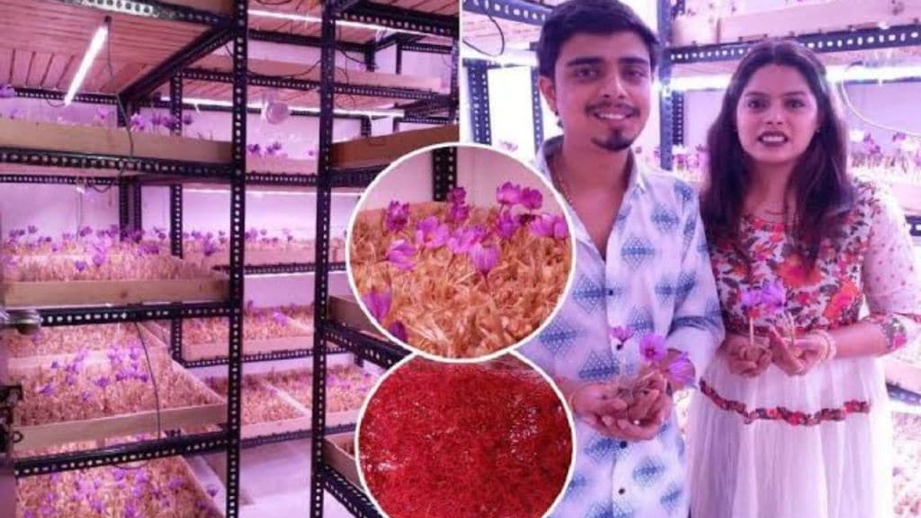 couple from Nagpur is earning Rs 50 lakhs directly from saffron farming