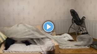 shocking viral video panther jumped into the room from the window