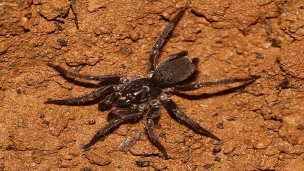 New species of spider found in Amboli