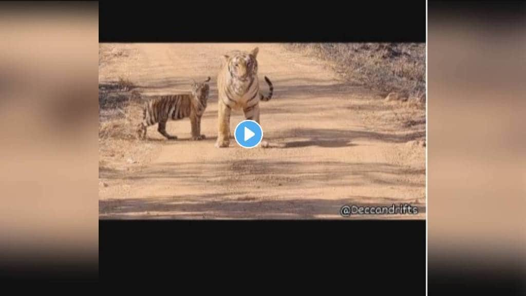 Tigress with her cub in the Tadoba Andhari Tiger Reserve