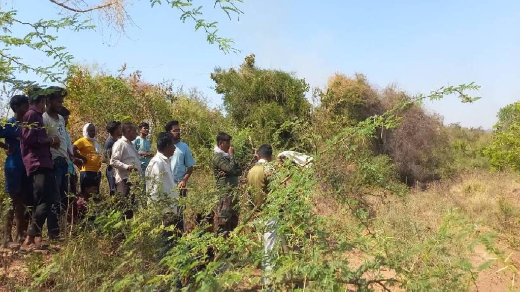 Tiger on the banks of a reservoir in Nimbala village in Vani taluka yavatmal news