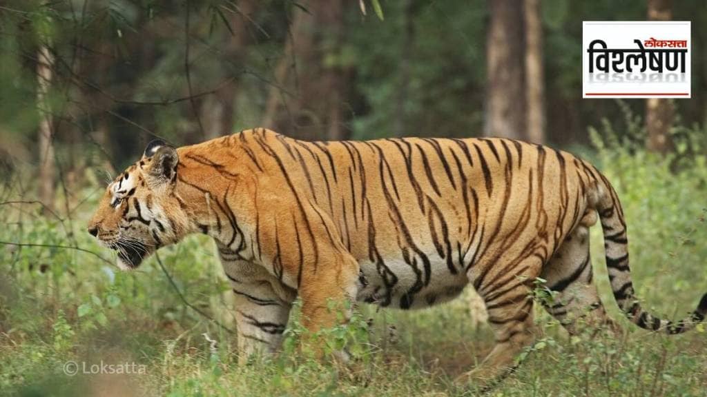 Loksatta explained Why has the seriousness of tiger poaching increased