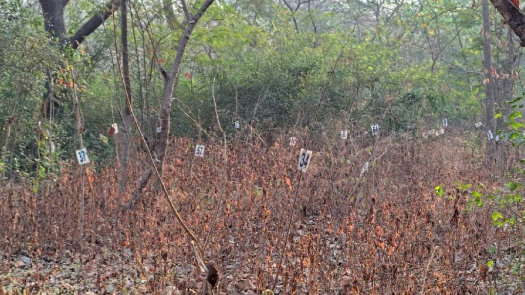 number of trees dying increased due to lack of moisture in summer Mumbai news