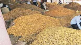 economy of hingoli district revolves around turmeric and sugarcane