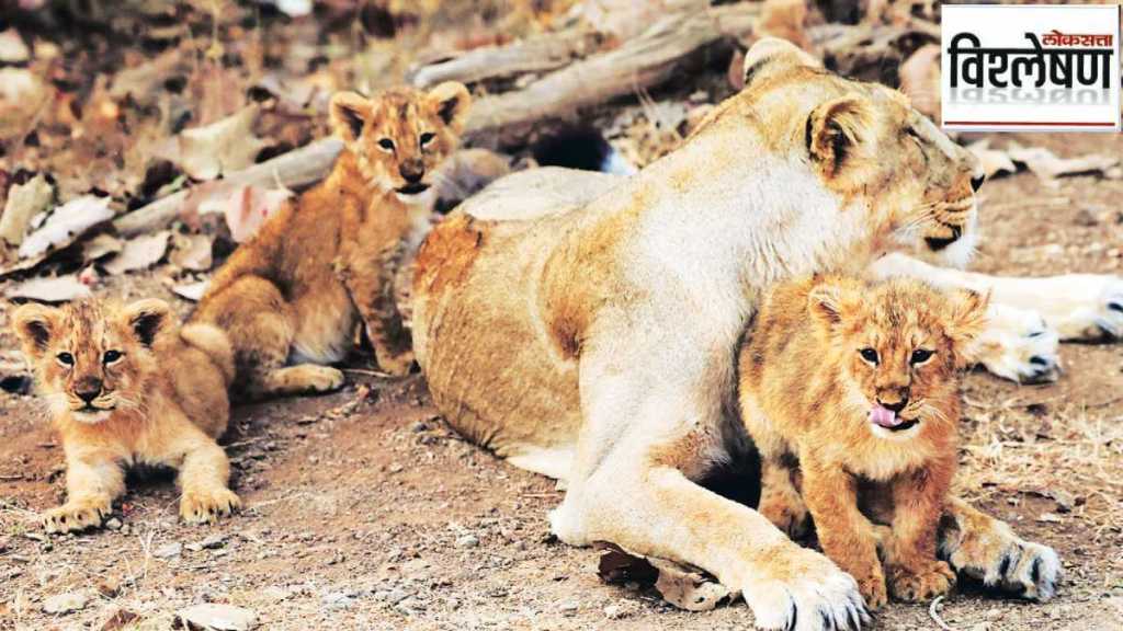 census of asiatic lion