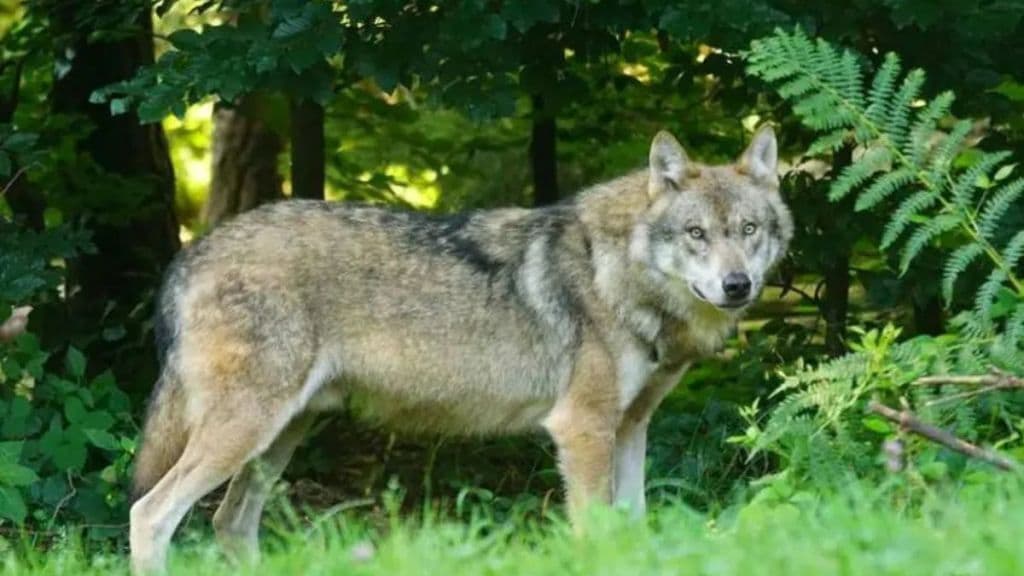 Research on wolves in Sataras Maan